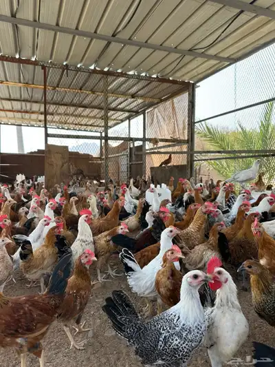 فروخ دجاج 3شهور ونص وفوق 11