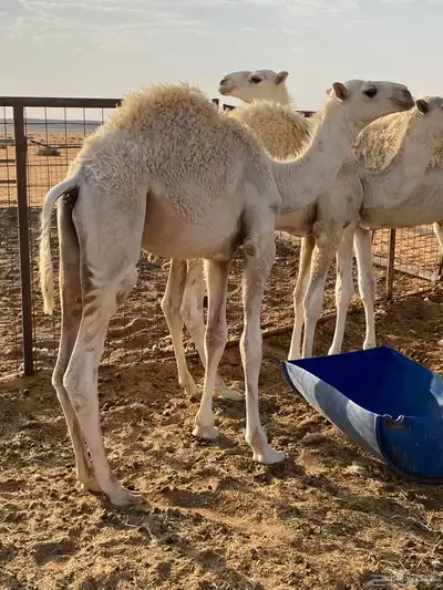 قعدان للبيع 0