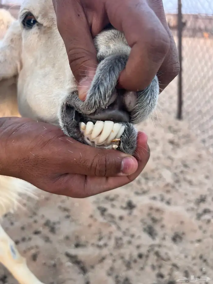 طلي منتج سنة موضح فيه نهته 2