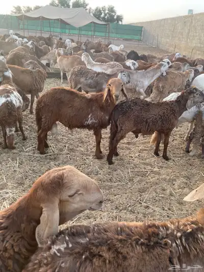 60 طليان سواكني تربية اكثر من 5 شهور 0