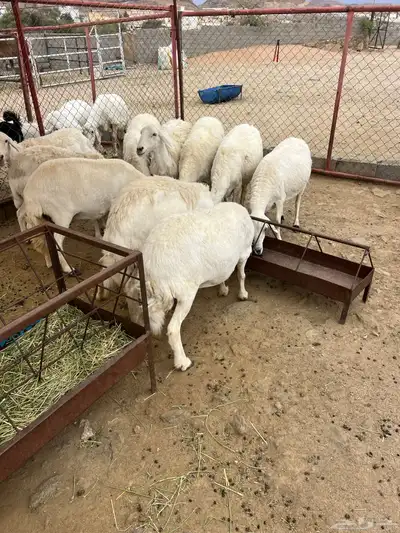 ضان حصيب 0
