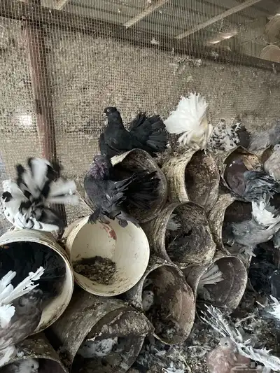 حمام شماسي امريكي جميع الاعما والاوان البيع سمح البيع جمله 2