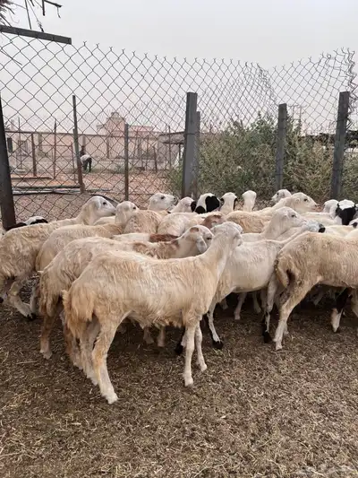 رخال رفيدي من 750 3