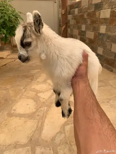 ماعز قزم مكس 1