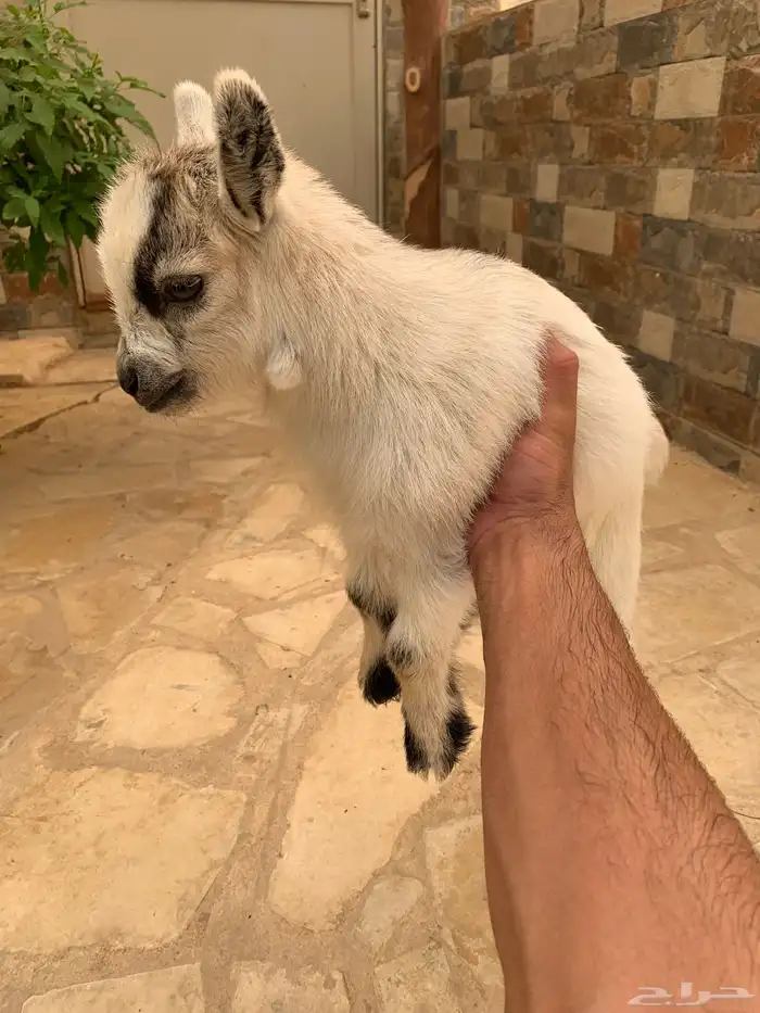 ماعز قزم مكس 1