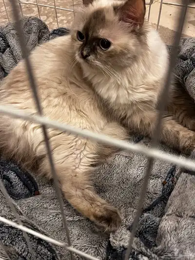 قطه هملايا للبيع 2