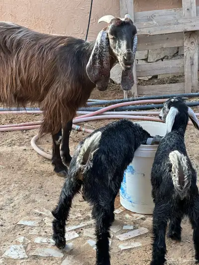 عنز مصرية سديس تحت اثنين تيوس 2