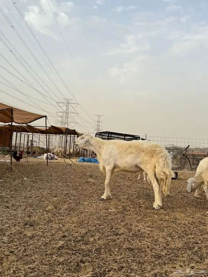 ضان 11 بفحلها مراح واحد 4