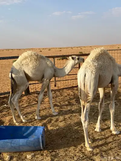 قعدان للبيع 3
