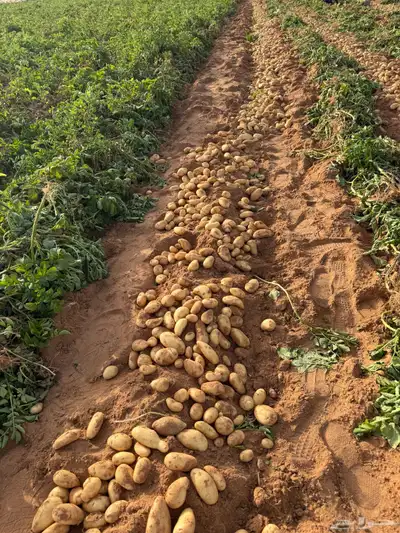 بذور بطاطس حايل 0