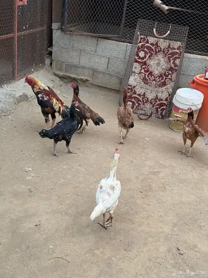 للبيع دجاج باكستاني 1
