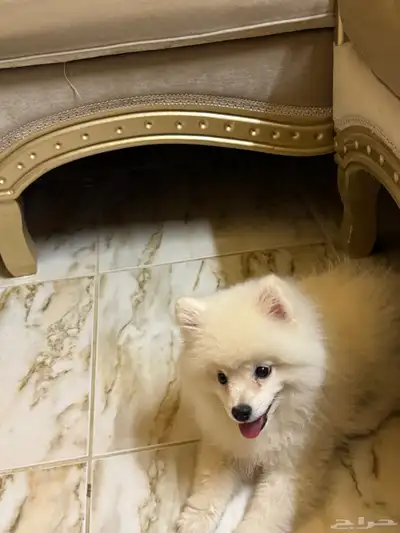 كلب بوميرينيان Pomeranian 5