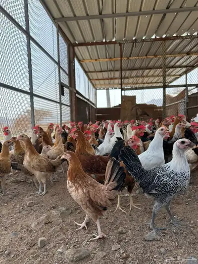 فروخ دجاج 3شهور ونص وفوق 13