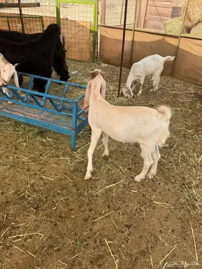 تيس مشروك مشروع فحل 3