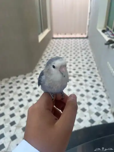 روز هدد داخل خارجي 2