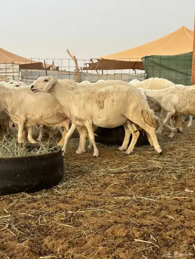 غنم حريه دفيع 25 0