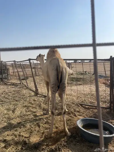 حاشي مربا اكثر من اربعة شهور 0