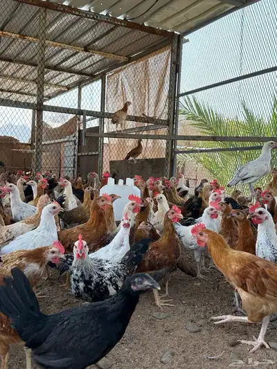 فروخ دجاج 3شهور ونص وفوق 8