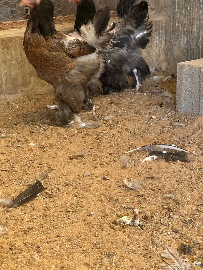 تصفية كاملة دجاج براهما فاخر الوان العدد 10 حبة 2
