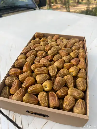 تمور القصيم 1