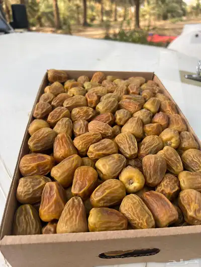 تمور القصيم 0