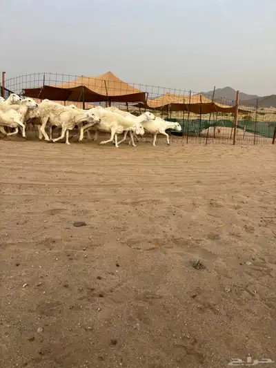 غنم حريه دفيع 25 17