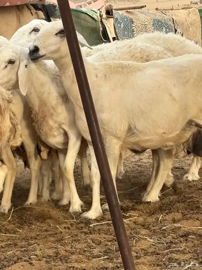 غنم حريه دفيع 25 7