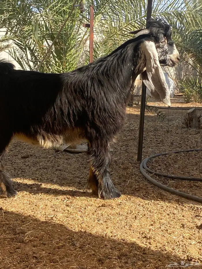تيس عارضي مشروع فحل 0