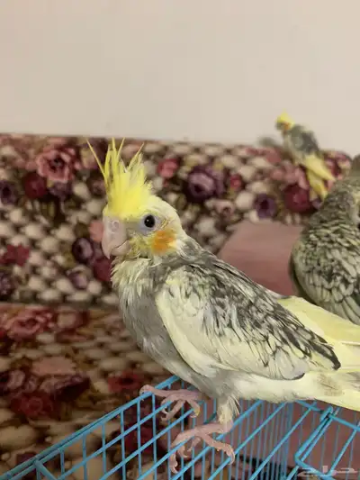فروخ طيور الكروان 2