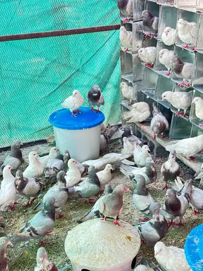 حمام فرنسي 10