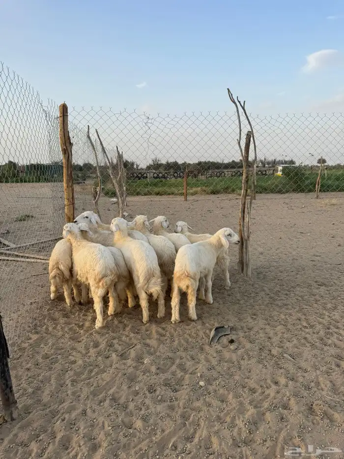 بهم 9