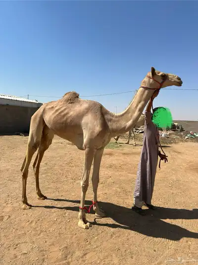 بكره حقه تروح لقيه 0