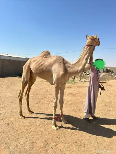 بكره حقه تروح لقيه 1