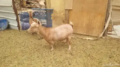 ماعز قزمي مكس امريكي 1