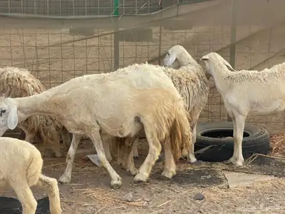 للبيع ضان حريات ولد مشاءالله تبارك الله 2