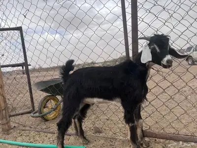 تيوس 1