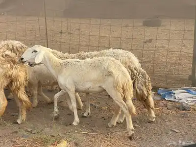 للبيع ضان حريات ولد مشاءالله تبارك الله 6