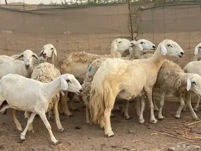للبيع ضان حريات ولد مشاءالله تبارك الله 0