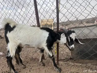 تيوس 0