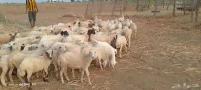 رخال رفيدي حري من 500 ريال 3