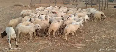 رخال رفيدي حري من 500 ريال 2