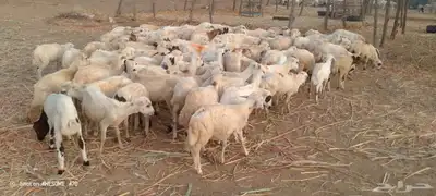 رخال رفيدي حري من 500 ريال 0