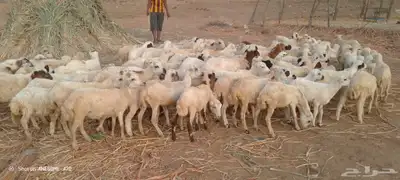 رخال رفيدي حري من 500 ريال 1