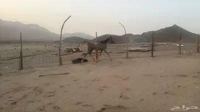 للبيع مهرات 2 جملة بي 5500ريال 12