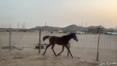 للبيع مهرات 2 جملة بي 5500ريال 3