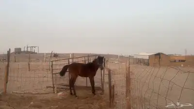 للبيع مهرات 2 جملة بي 5500ريال 6