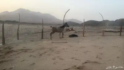 للبيع مهرات 2 جملة بي 5500ريال 11