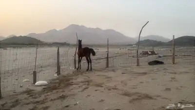 للبيع مهرات 2 جملة بي 5500ريال 4