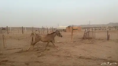 للبيع مهرات 2 جملة بي 5500ريال 10