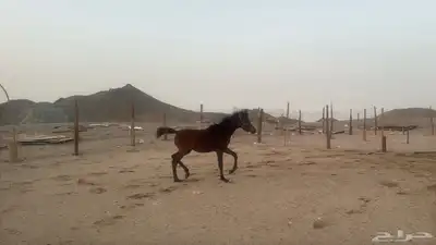 للبيع مهرات 2 جملة بي 5500ريال 0